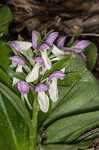 Showy orchis <BR>Showy orchid